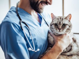 Bewerbung Tierarzt
